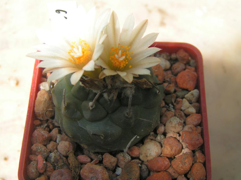 Turbinicarpus schwarzii